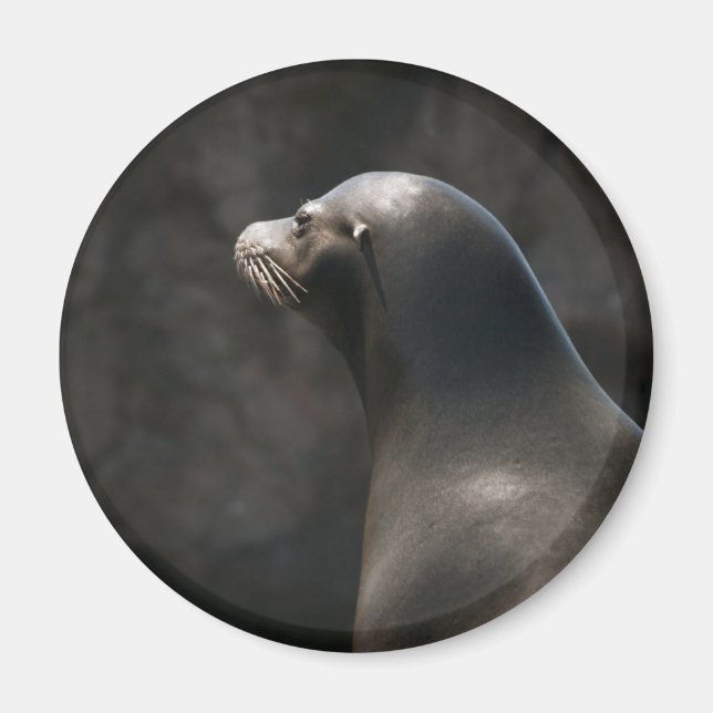 Sjölejon Magnet (Framsidan)