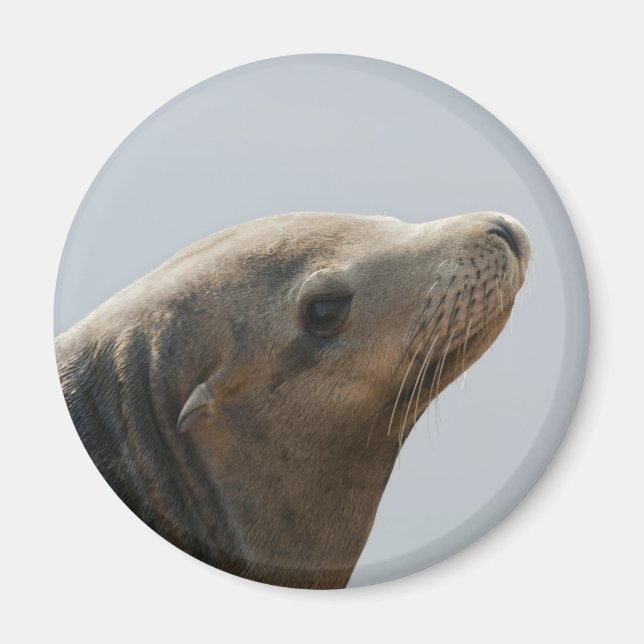 Sjölejon Magnet (Framsidan)