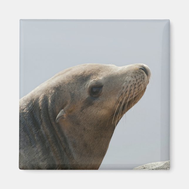 Sjölejon Magnet (Framsidan)