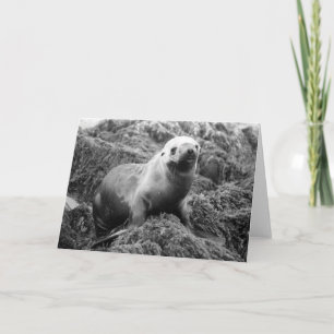 Sjölejonnotecard Kort