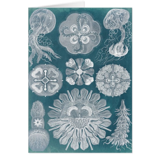 Sjöliv blåkopia IV Hälsningskort (Framsidan)