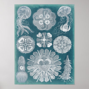 Sjöliv blåkopia IV Poster