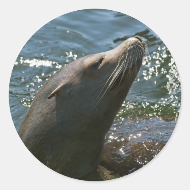 Sjölövsdekaler Runt Klistermärke (Framsida)