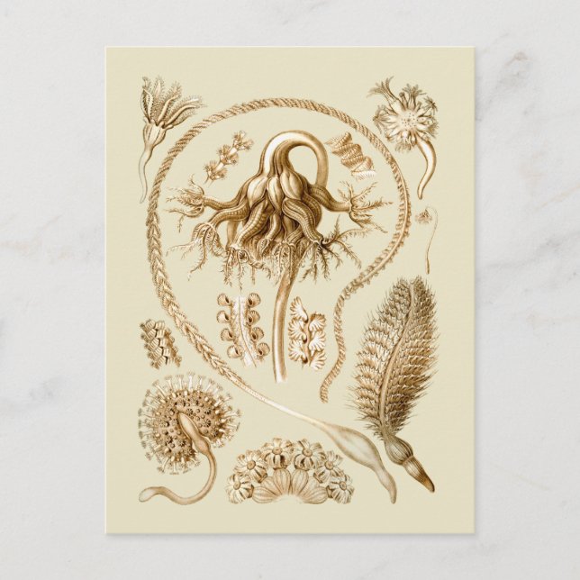 Sjöpennor Vykort (Framsida)