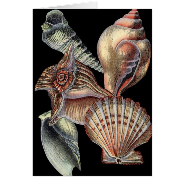 Sjöskatter Hälsningskort (Framsidan)