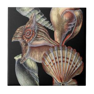 Sjöskatter Kakelplatta