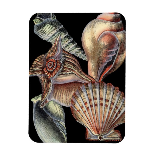 Sjöskatter Magnet (Vertikal)