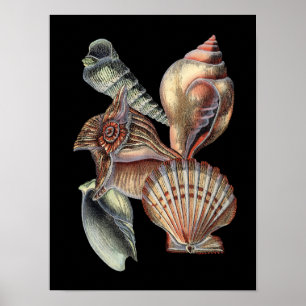 Sjöskatter Poster