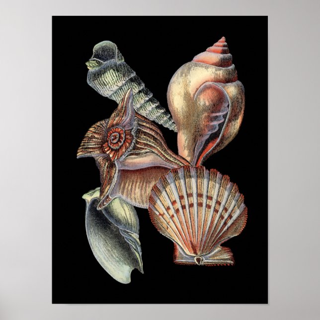 Sjöskatter Poster (Framsidan)