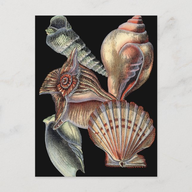 Sjöskatter Vykort (Framsida)