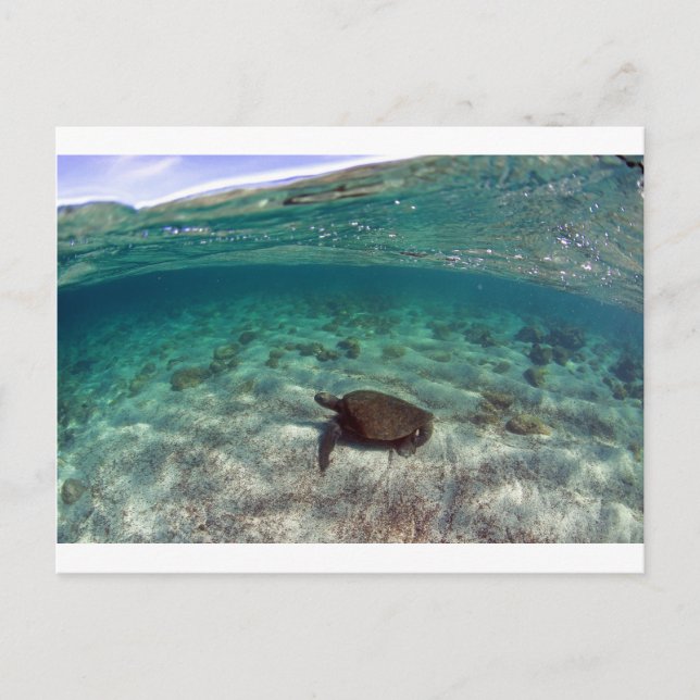 Sjösköldpadda, vacker lagun Galapagos-öarna Vykort (Framsida)