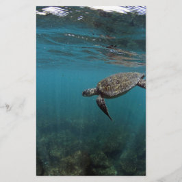 Sjösköldpaddor simmande under vatten Galapagosöarn