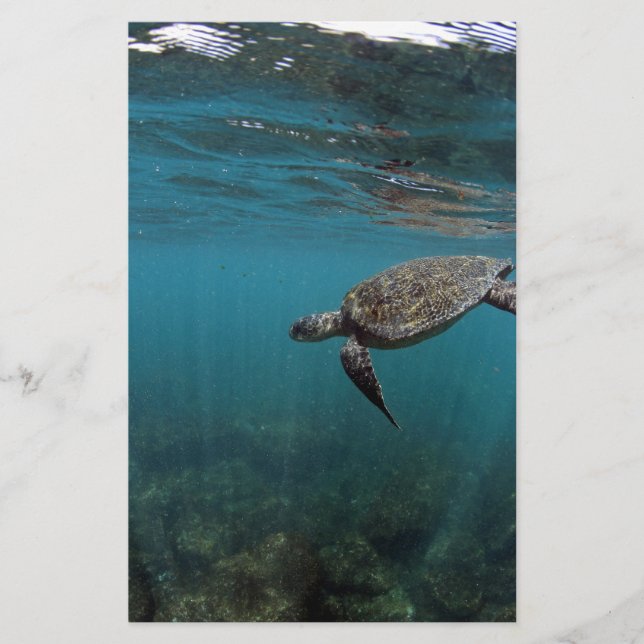 Sjösköldpaddor simmande under vatten Galapagosöarn (Framsida)