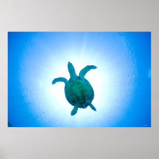 Sjösköldpaddor simmande under vatten poster