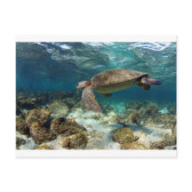 Sjösköldpaddor som simmar i lagunens paradisö