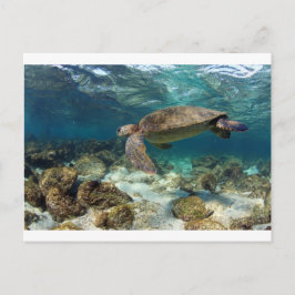 Sjösköldpaddor som simmar i lagunens paradisö vykort