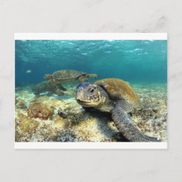 Sjösköldpaddslugn i undervattenslagunen vykort