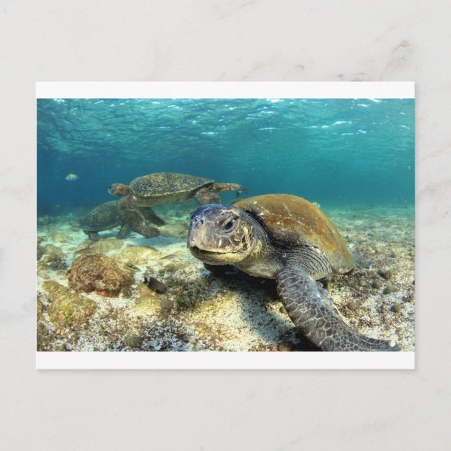 Sjösköldpaddslugn i undervattenslagunen vykort (Framsida)