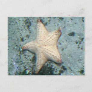 Sjöstjärna Havsbotten Ocean Stilla Vykort
