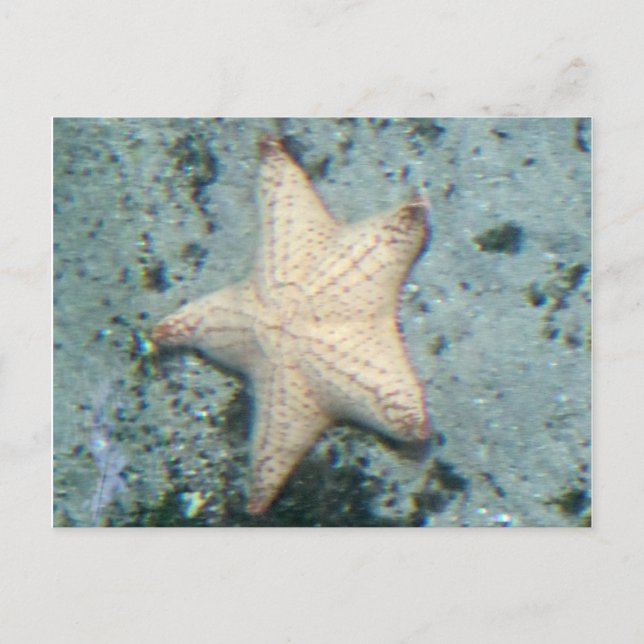Sjöstjärna Havsbotten Ocean Stilla Vykort (Framsida)
