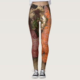 Sjöstjärna-/havsstjärnor i kanon sätter på land, leggings