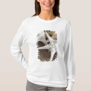 Sjöstjärna i en basket tee