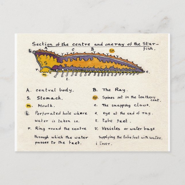 Sjöstjärna i tvärsnitt vykort (Framsida)