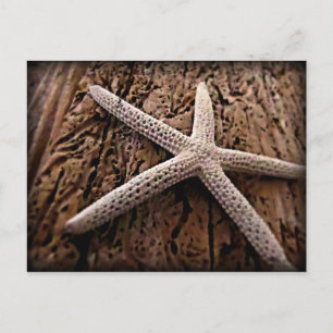 Sjöstjärna på Driftwood Vykort