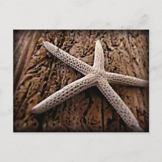 Sjöstjärna på Driftwood Vykort