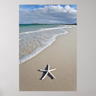 Sjöstjärna på en avlägsen strand poster