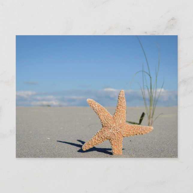 Sjöstjärna på stranden vykort (Framsida)
