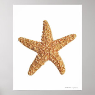 Sjöstjärna som isoleras på vit poster