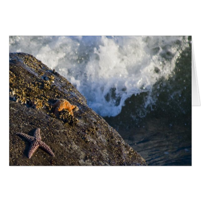 Sjöstjärnastänkkort Hälsningskort (Framsidan Horizontal)