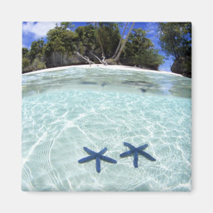 Sjöstjärnor, Rock Islands, Palau 2 Magnet
