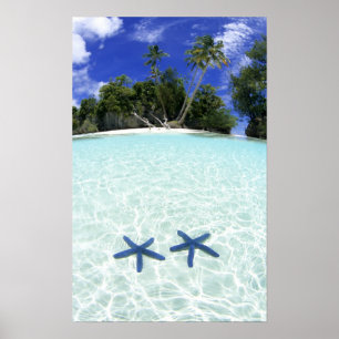 Sjöstjärnor, Rock Islands, Palau Poster