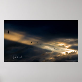 Sju Bird Vision, Bob Orsillo Poster