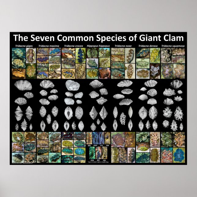 Sju vanliga arter av Giant Clam Poster (stora) (Framsidan)