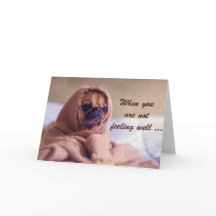 Sjuk Pug Hund, Sympati, Humor.