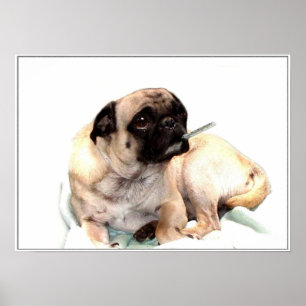 Sjuk pug med termometerposter poster