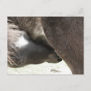 Sjuksköterskor, Mini Foal Vykort