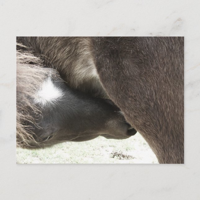 Sjuksköterskor, Mini Foal Vykort (Framsida)