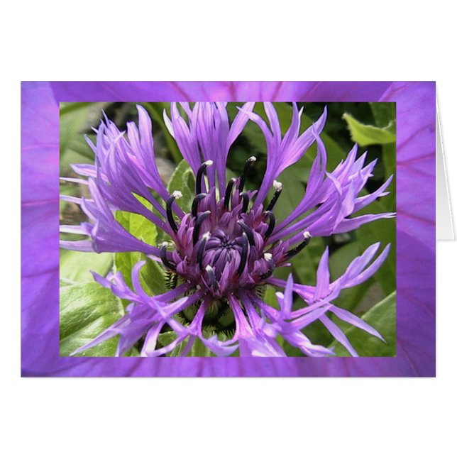 sjunde chakra hälsningskort (Framsidan Horizontal)