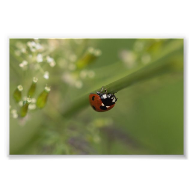 Sjundean Ladybird Fototryck (Framsidan)