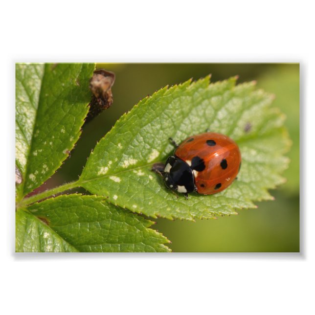 Sjundean Ladybird Fototryck (Framsidan)