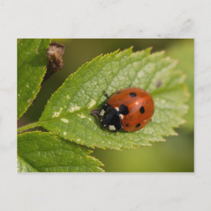 Sjundean Ladybird Vykort