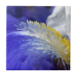 Sjung i Blues! Kakelplatta