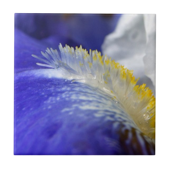 Sjung i Blues! Kakelplatta (Framsidan)