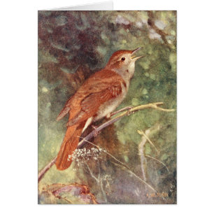 Sjunga för näktergal hälsningskort