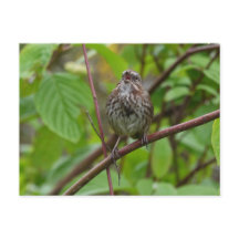 Sjunga mig ett vykort