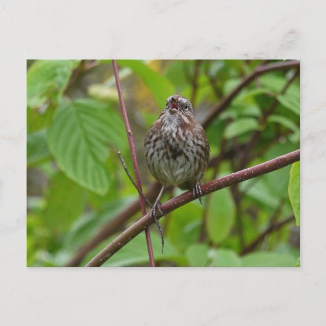 Sjunga mig ett vykort (Framsida)